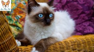 Meo Ragdoll Gia Thanh
