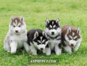 Phan Biet Alaska Va Husky Con