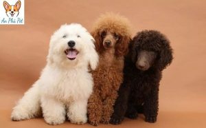 Standa Poodle Tong Quan
