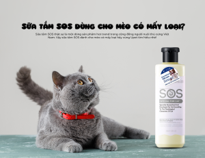 Sữa tắm cho mèo loại nào tốt cùng hướng dẫn chăm sóc cơ bản