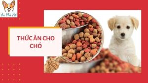Thuc An Cho Cho Con