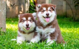 các loại chó cảnh ở việt nam​