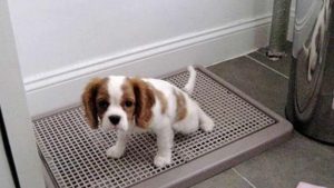 Cách Huấn Luyện Chó Cảnh Đi Vệ Sinh Đúng Chỗ – Hiệu Quả, Nhanh Chóng
