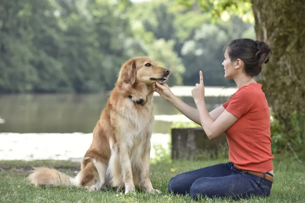 Cách Huấn Luyện Chó Cảnh Nhà Cho Chủ Nuôi