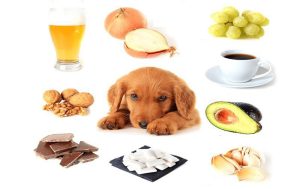 Chó cảnh ăn cá được không? Câu trả lời sẽ khiến bạn bất ngờ đấy – cá không chỉ ăn được mà còn mang lại nhiều lợi ích nếu sử dụng đúng cách.