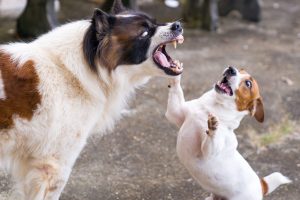 Chó Cảnh Bị Chó Ta Cắn: Nguyên Nhân, Hậu Quả và Cách Xử Lý