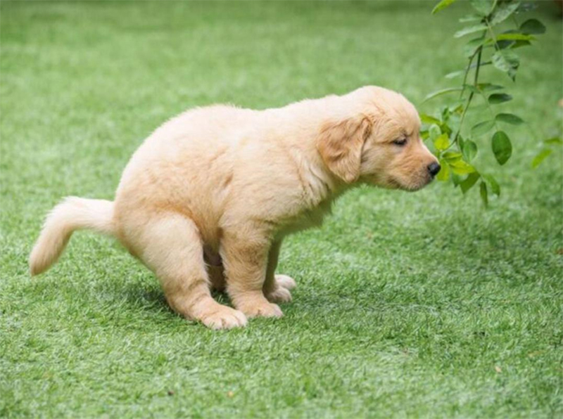 Chó Cảnh Bị Đi Ngoài Ra Máu: Nguyên Nhân, Triệu Chứng và Cách Xử Lý
