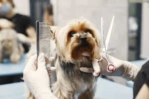 Kinh Doanh Chó Cảnh Cần Bao Nhiêu Vốn? Phân Tích Chi Tiết & Kế Hoạch Hiệu Quả