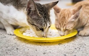 Mèo cảnh ăn cơm được không? Câu trả lời nhiều người nuôi mèo cần biết
