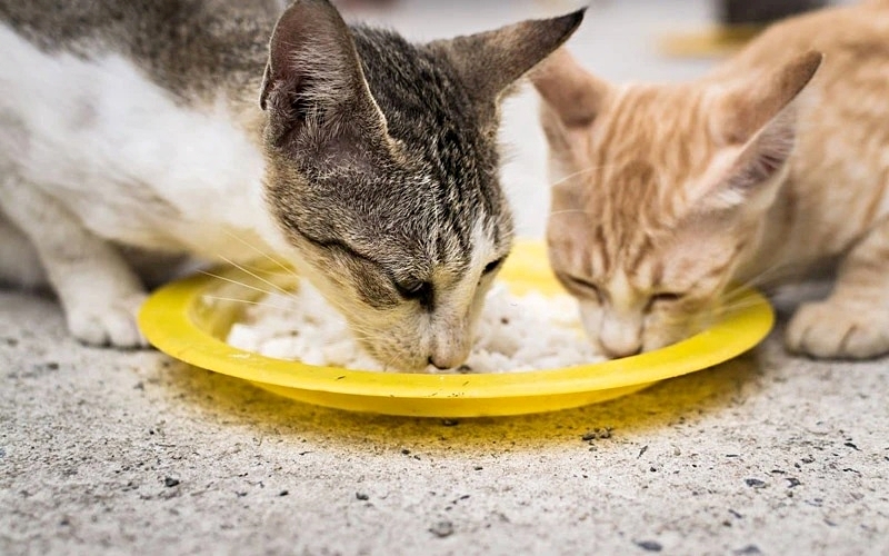 Mèo cảnh ăn cơm được không? Câu trả lời nhiều người nuôi mèo cần biết