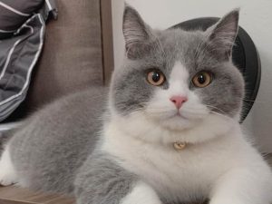 Mèo Cảnh Lông Xám – Vẻ Đẹp Tinh Tế Trong Giới Thú Cưng