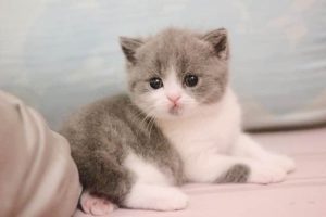 Mua Mèo Cảnh Hải Phòng - Hướng Dẫn Chọn Mua Mèo Cảnh Chất Lượng và Địa Chỉ Uy Tín